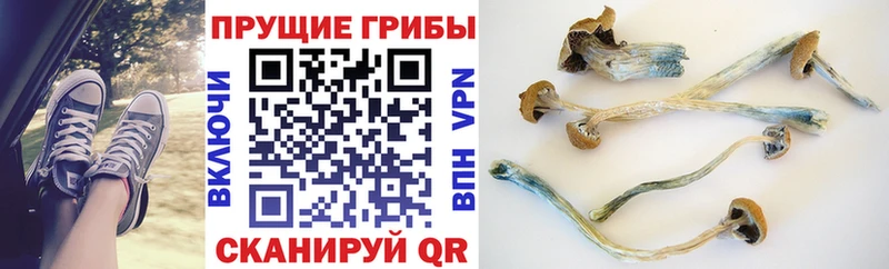 Купить где Дегтярск Псилоцибиновые грибы Cubensis